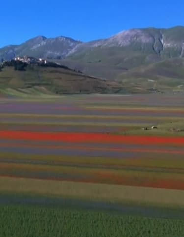 Le magnifique spectacle des champs de lentilles en pleine floraison dans le centre de l’Italie
