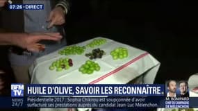 Dans les Bouches-du-Rhône, la récolte de l'huile d'olive a commencé