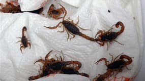 Image fournie par les douanes polonaises le 1er juillet 2009, des scorpions découverts par les douaniers de Varsovie dans un colis expédié de Hong Kong