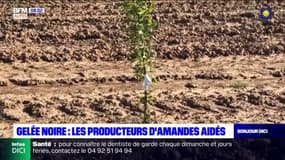 Gelées noires: des aides pour les producteurs d'amandes touchés