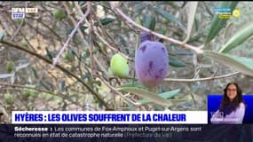 Hyères: les olives souffrent de la chaleur