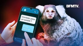 Singes, tigres... Le fléau de la vente illégale en ligne d'animaux sauvages