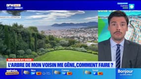 "BFM et vous" : que faire si l'arbre de votre voisin vous gêne ? 