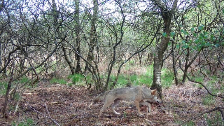PLUS DE 40 ATTAQUES "N'EXCLUANT PAS" L'INTERVENTION DU LOUP DANS LE FINISTÈRE RECENSÉES DEPUIS DÉBUT 2025