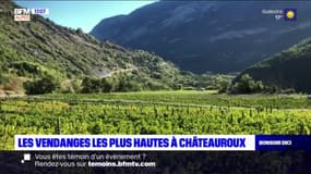 Châteauroux-les-Alpes: les vendanges se poursuivent