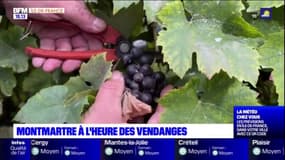 Paris: les vendanges ont commencé au Clos Montmartre