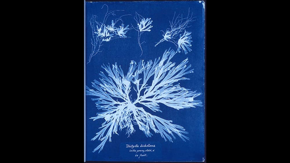 Photogramme d'algue par Anna Atkins.