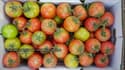 Le virus de la tomate touche la France avec une exploitation contaminée dans le Finistère