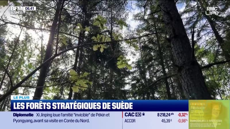 Les forêts stratégiques de Suède