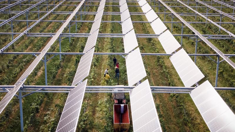 "En mettant les panneaux, 70 à 80% des vignes sont sauvées": ils protègent les vignes de la chaleur et des intempéries, produisent de l'électricité... mais ils sont interdits par la règlementation, faut-il autoriser les panneaux solaires dans le vignoble?