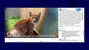 Quatre lynx ont été relâchés par le centre Athénas dans le massif jurassien début mai.