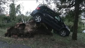 Une voiture soulevée par les racines d'un arbre après un orage, le 15 juillet 2023 en Saône-et-Loire
