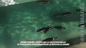 Rome (Italie): le zoo de la ville accueille 18 pingouins africains pour la Nouvelle Année !