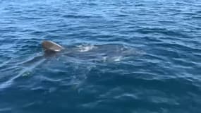 Le requin blanc aperçu en Mer Méditerranée 
