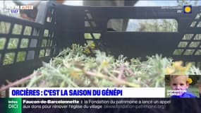 Orcières: la saison du génépi commence