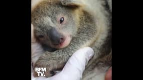 Un koala naît dans un parc en Australie pour la première fois depuis les feux qui ont ravagé le pays  
