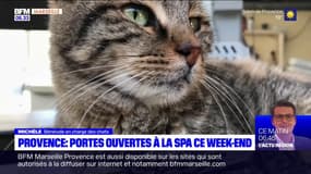 Bouches-du-Rhône: week-end portes ouvertes dans les refuges de la SPA