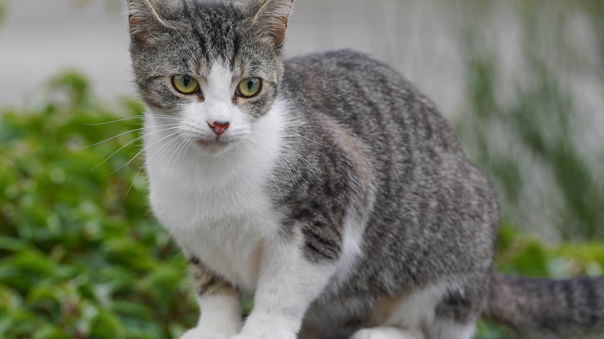 UN PREMIÈRE MONDIALE: LE LABORATOIRE FRANÇAIS VIRBAC LANCE DES CROQUETTES MÉDICAMENTS POUR CHATS (RÉCALCITRANTS À AVALER LES CACHETS EN GÉNÉRAL)