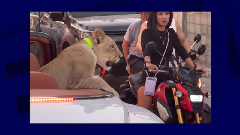 Thaïlande: une femme qui promenait son lionceau dans sa Bentley inculpée