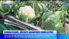 Pas-de-Calais: la saison du chou-fleur s'annonce exceptionnelle