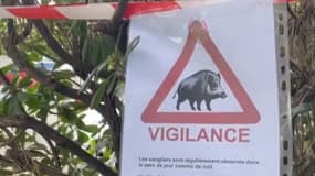 Dans le quartier de Rimiez, à Nice, des sangliers semblent avoir trouvé leurs habitudes.