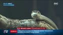Un boa constrictor en fuite depuis lundi à Nîmes