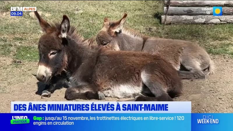 Saint-Maime: des ânes miniatures élevés à la ferme de Titou