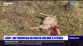 Hyères: un troupeau en partie décimé par un loup