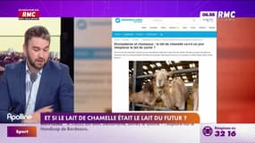 On n'a pas osé vous en parler : Et si le lait de chamelle était le lait du futur ? - 22/04