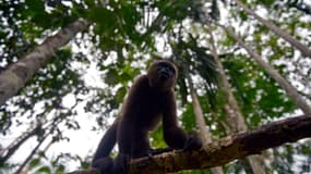 Un lagotriche commun réintroduit dans une réserve naturelle de Colombie, en novembre 2020 (photo d'illustration). L'espèce est classée en danger critique