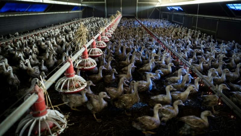 Grippe aviaire: 900.000 animaux abattus depuis le début du mois de mai dans le Sud-Ouest