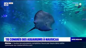 Boulogne-sur-Mer: 11 congrès des aquariums à Nausicaa