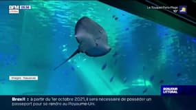 Boulogne: deux raies géantes sont arrivées à Nausicaa