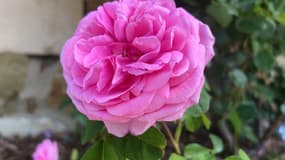 Une des roses de l'Abbaye de Valsaintes