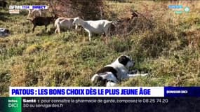 Chiens de protection : les bons choix dès le plus jeune âge 