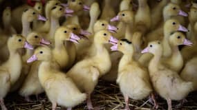 Des canetons dans une ferme d'élevage de canards, le 10 septembre 2020 dans les Landes (photo d'illustration).