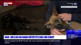 Var: un cas de rage détecté chez un chiot, importé illégalement du Maroc