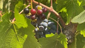 Un grappe de raisin d'un domaine viticole de La Cadière-d'Azur (Var) en août 2024.