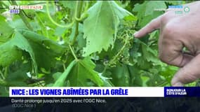 Alpes-Maritimes: les vignes niçoises abîmées par la grêle