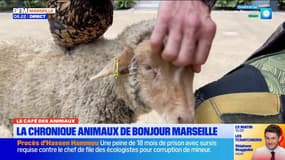 Le Café des Animaux: des animaux à adopter à la ferme du soleil