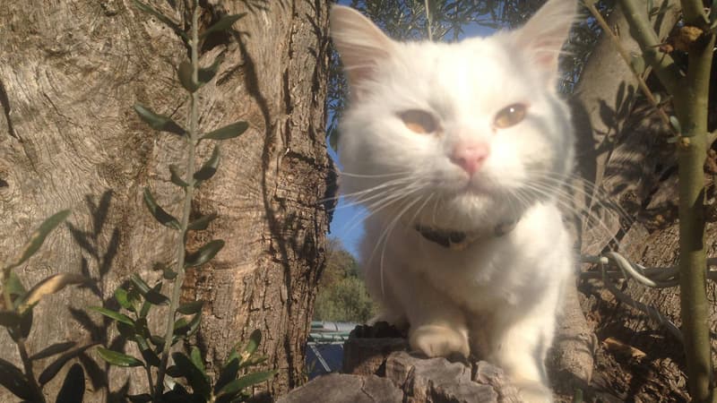 Après un long périple, le chat Kunkush a pu retrouver ses propriétaires, réfugiés en Norvège, grâce à la mobilisation des bénévoles qui l'avaient recueilli.