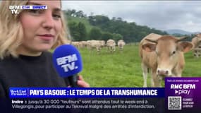 Pays Basque: la sécheresse a un impact sur la transhumance 