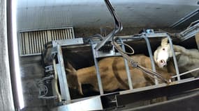 Vaches s'apprêtant à être tuées à l'abattoir de Cosne-Cours-sur-Loire dans la Nièvre