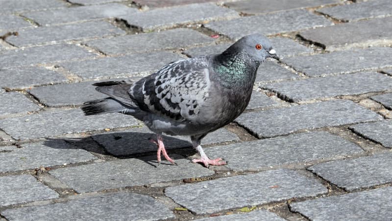 Un pigeon dans les rues de Paris.