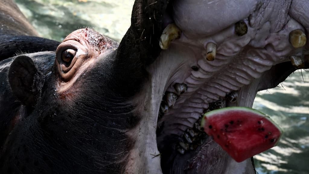 Un hippopotame mange de la pastèque congelée pour se rafraîchir au zoo "Bioparco" pendant une vague de chaleur à Rome, le 15 juillet 2023.