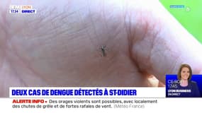 Deux cas de dengue détectés à Saint-Didier