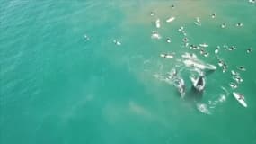 Australie: une baleine et son bébé à la rencontre de surfeurs