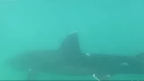 Un requin pèlerin au large des côtes de Boulogne-sur-Mer en juin 2023