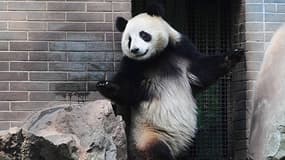 Votre panda s'ennuie ? Offrez lui une télé.