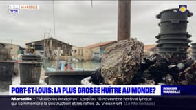 Avec 2,360 kilos, la plus grosse huître du monde découverte à Port-Saint-Louis